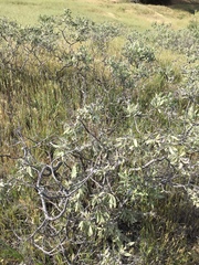 Eriodictyon traskiae smithii