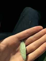 Eriodictyon traskiae smithii