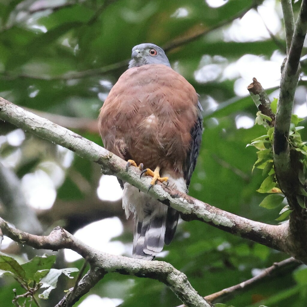 Double-toothed Kite