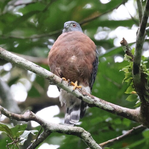 Double-toothed Kite