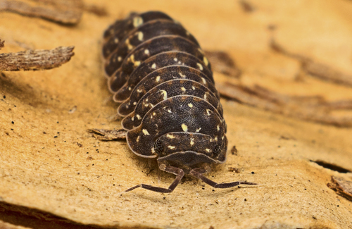 Cubaris rufonigra