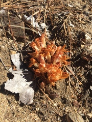 Aphyllon californicum feudgei