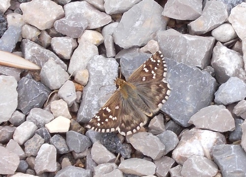 Pyrgus onopordi