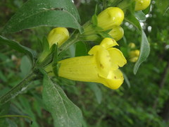 Aureolaria grandiflora