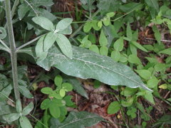 Aureolaria grandiflora
