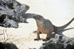 Cyclura cychlura