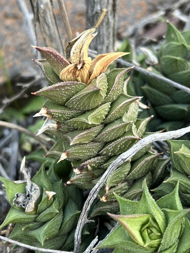 Astroloba corrugata