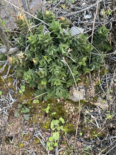 Astroloba corrugata