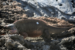 Cyclura cychlura
