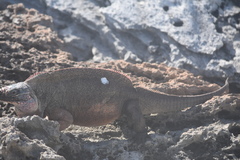 Cyclura cychlura