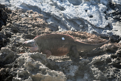 Cyclura cychlura