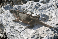 Cyclura cychlura