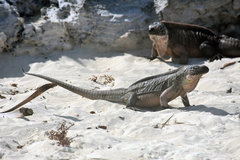 Cyclura cychlura