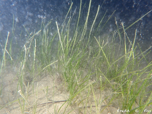 Cymodocea nodosa observed 2024-07-25