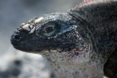 Cyclura cychlura