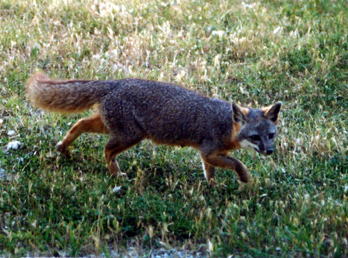 San Nicolas Island Fox