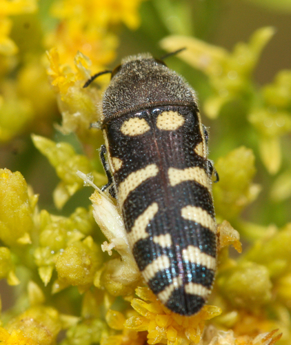 Acmaeodera alicia photo 3