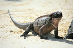 Cyclura cychlura