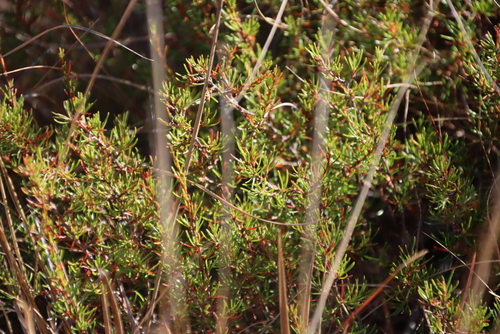 Drakensberg Ricebush (Cliffortia repens)