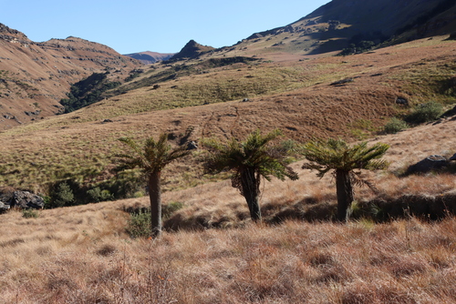 Image of Cyathea dregei by (c) Tony Rebelo, some rights reserved (CC BY-SA)