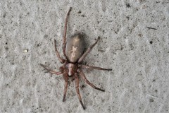 Herpyllus propinquus