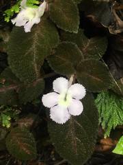 Episcia lilacina
