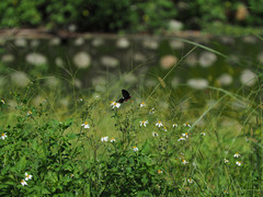 Byasa polyeuctes
