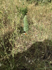 Coccinella septempunctata