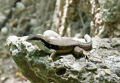 Leiocephalus macropus