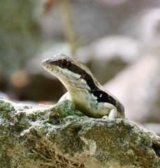 Leiocephalus macropus
