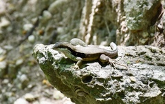 Leiocephalus macropus