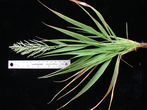 Dinebra marquisensis observed 2004-07-05