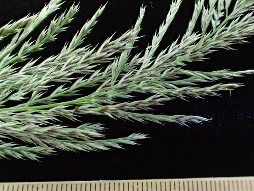 Dinebra marquisensis observed 2017-11-04