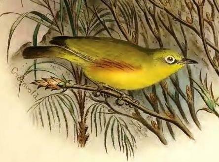 Marianne White-eye photo