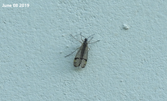 Mecoptera