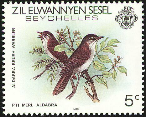 Aldabra Brush-Warbler photo