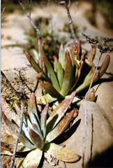 Dudleya virens insularis