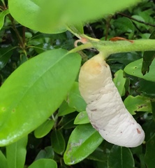 Exobasidium rhododendri