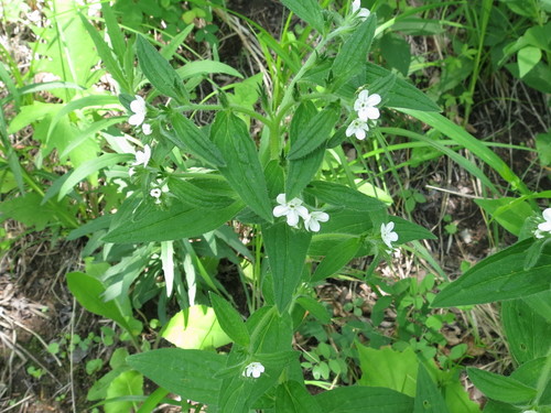 Image of Lithospermum (Lithospermum erythrorhizon) by (c) Repina Tatyana, some rights reserved (CC BY)