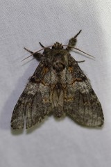 Peridea angulosa