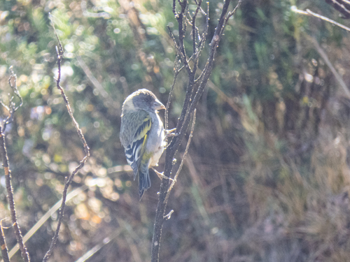 Thick-billed Siskin (Spinus crassirostris), photo 7