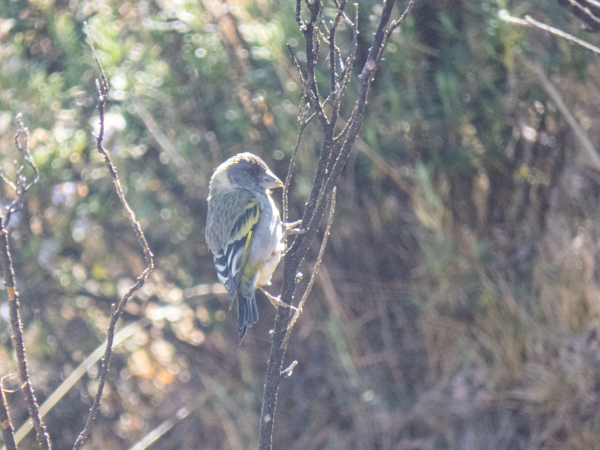 Thick-billed Siskin illustration