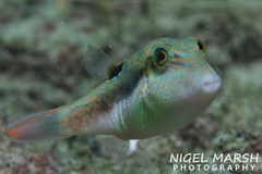 Canthigaster bennetti
