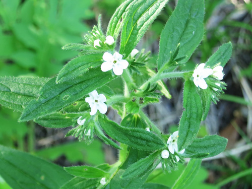 Image of Lithospermum (Lithospermum erythrorhizon) by (c) Repina Tatyana, some rights reserved (CC BY)