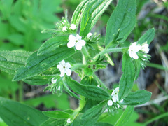 Lithospermum erythrorhizon