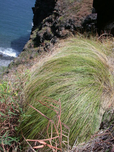 Dinebra xerophila observed 2003-02-08
