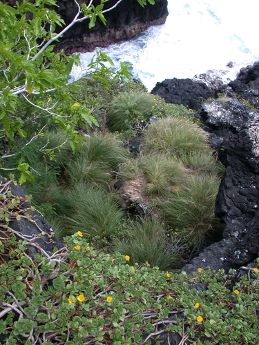Dinebra xerophila observed 2003-02-14