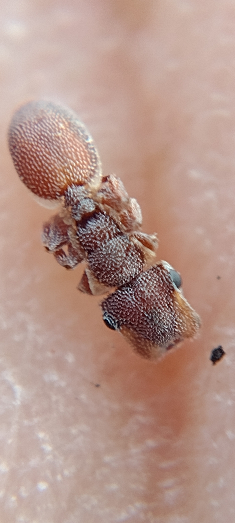 Cephalotes liepini