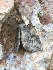 Euthyatira semicircularis