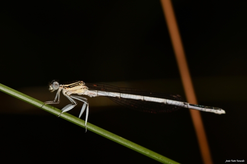 White Featherleg